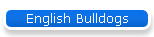 English Bulldogs